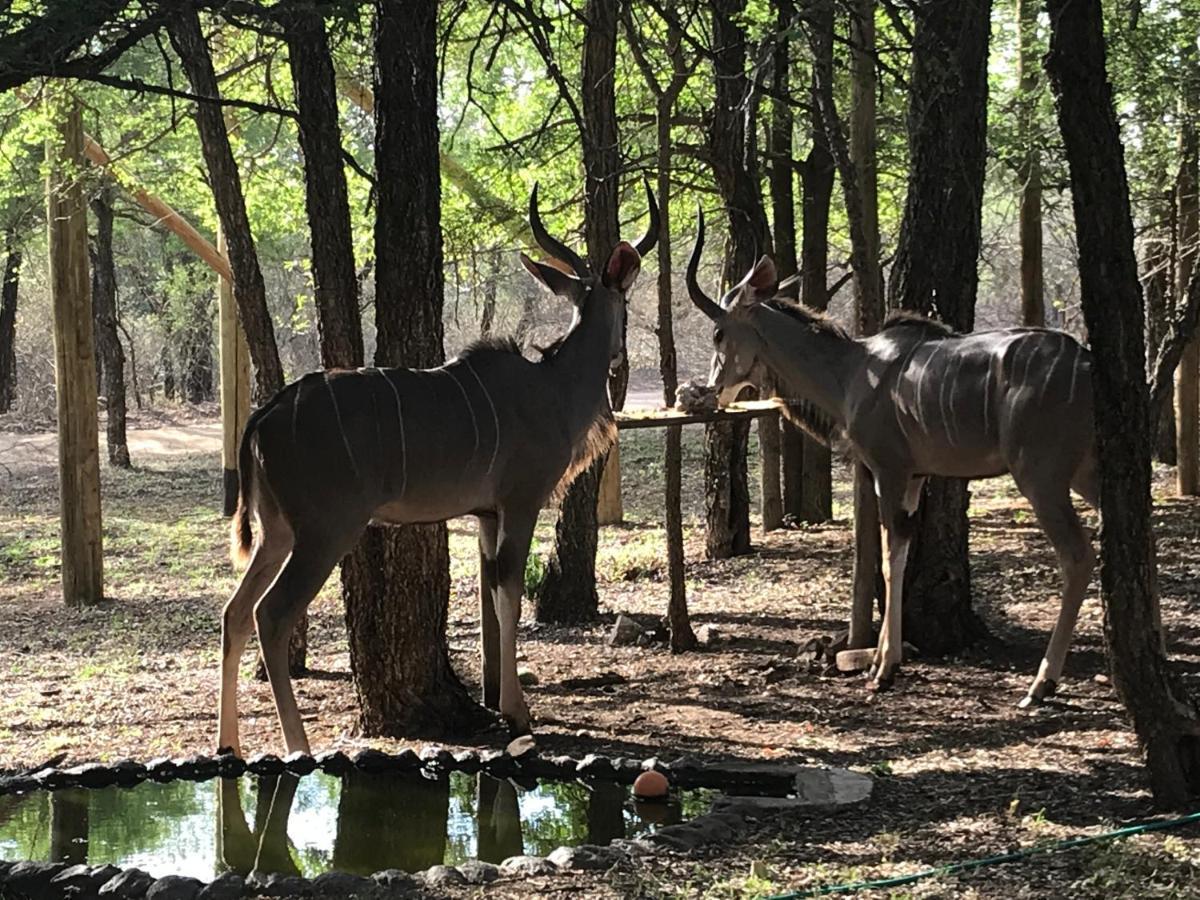 Hyenas Call * Marloth Park