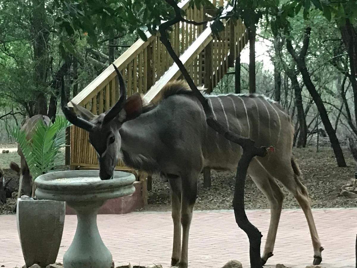 Hyenas Call Marloth Park